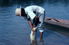 Cartula>PANTANAL, las aguas de la vida